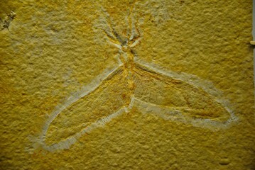 An extinct medium-sized fossil of Tarsophlebia eximia odonate from Upper Jurassic period, found in England, UK © Nigar