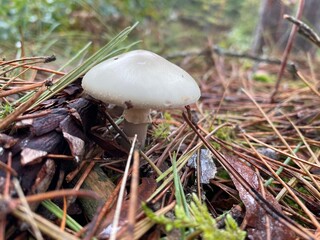 mushroom in the forest