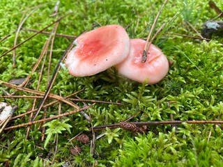 mushroom in the grass
