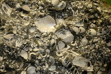 Richly fossiliferous marine sediments on cretaceous rock in UK