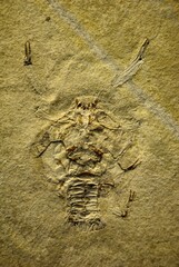 Fossil print of an extinct genus of decapod crustaceans (Cycleryon propinquus) found in England, UK