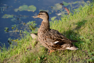 A duck from the shore looks at the pond