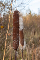 Close-up of the fruit of Typha angustifolia or narrow-leaved cattail. The cob of a ripe plant spreads its seeds in autumn.