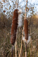 Close-up of the fruit of Typha angustifolia or narrow-leaved cattail. The cob of a ripe plant spreads its seeds in autumn.