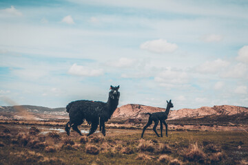 Fototapeta premium Llamas (camelidos) en los Andes de Bolivia - Altiplano