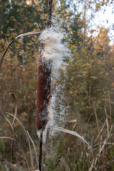 Close-up of the fruit of Typha angustifolia or narrow-leaved cattail. The cob of a ripe plant spreads its seeds in autumn.
