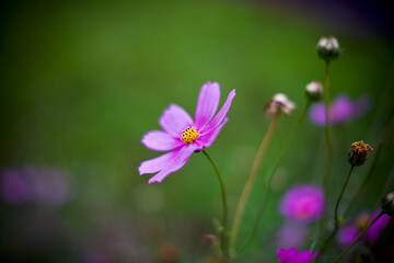 Fototapeta premium Garden cosmo 