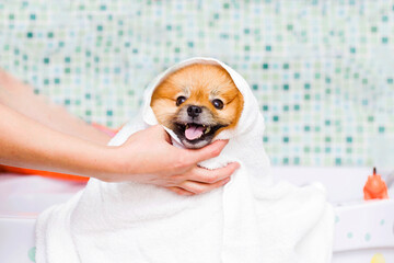 Cute little pomeranian in a white towel after bathing.