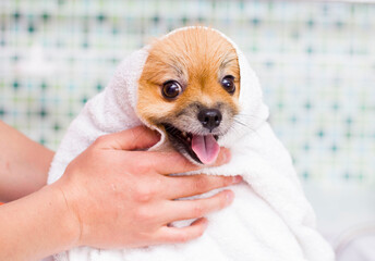 Cute little pomeranian in a white towel after bathing.