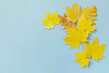 Autumn composition autumn leaves  yellow maple and rowan leaf on a blue paper background. Creative top view flat lay.