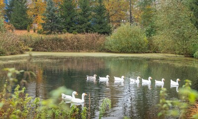 ducks swimming on the pond