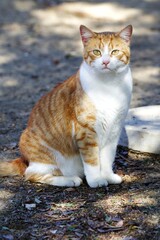 Nahaufnahme Hauskatze