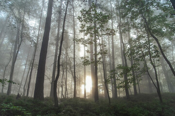 Obraz premium Walking in pine autumn forest at czech republic. Sunshine beams rays at sunrise through the fog among trees.