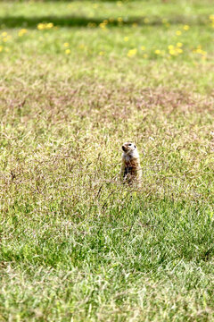 ground squirrel is looking around