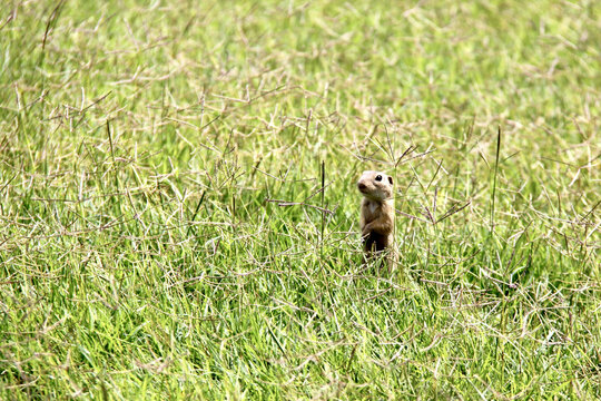 ground squirrel is looking around