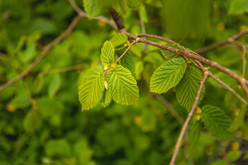 close up of green leaves