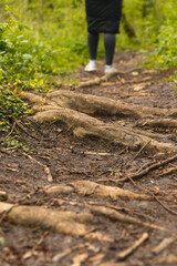 Forest floor on a hiking trail