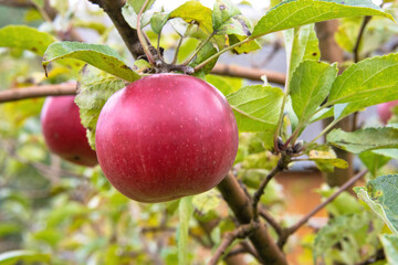 Juicy ripe sweet red apple growing on a branch in an orchard