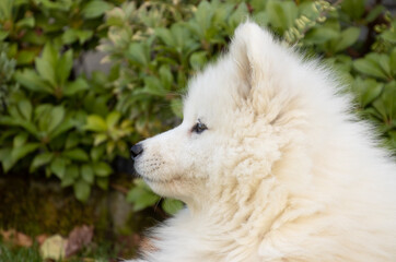 Obraz premium Portrait of a white samoyed dog in garden 