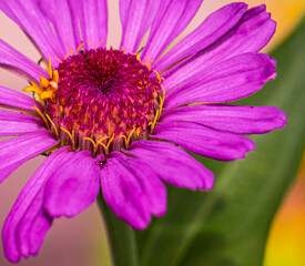 Flor con hormigas