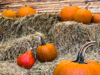 Autumn decoration. Orange pumpinks laying in hay with decorative rustic wood in the background.