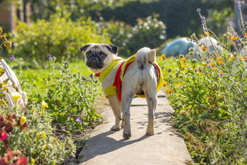 Rear view of a pug in bright clothes looking around discontentedly.
