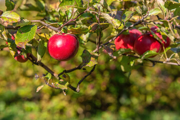 Juicy ripe sweet red apples growing on a branch in a sunny orchard