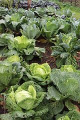 Wirsing im Gem&uuml;segarten.