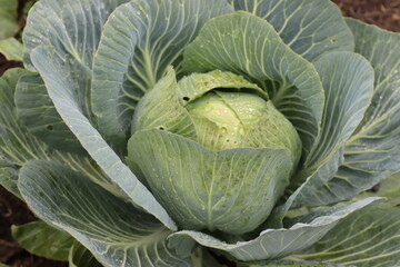 Fototapeta premium Weißkohl im Garten. Kohlkopf.