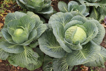 Fototapeta premium Weißkohl im Garten. Kohlkopf.