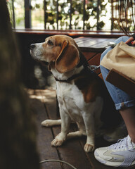 Fototapeta premium A beautiful purebred dog is with the owner in the park. Trees against the background of the photo, summer atmosphere.