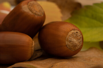 Oak acorns close up 