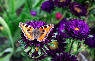 orange butterfly on flowers in summer