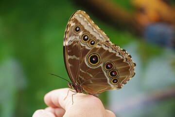 Fototapeta premium Himmelsfalter