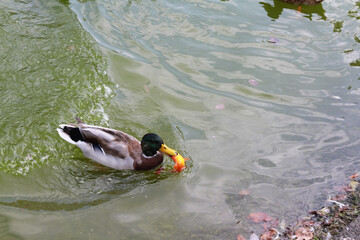 Scenery of a mallard duck eating fish in a pond or a lake