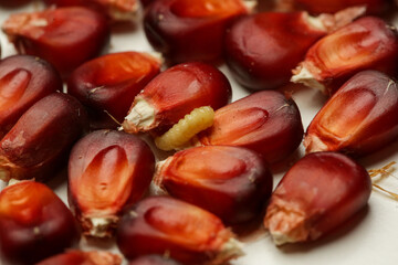 Aztec red corn seed with corn earworm, close up, studio shot