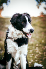 Fototapeta premium Border collie dog.