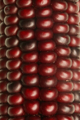 Red decorative Indian corn background, close up.