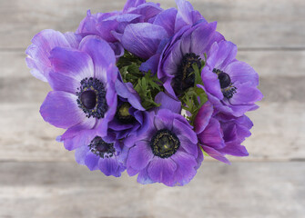High angle view of purple anemone flowers above aged wooden background (selective focus)