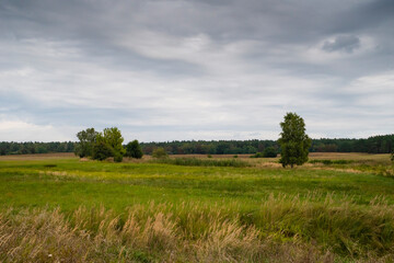 landscape with grass and sky