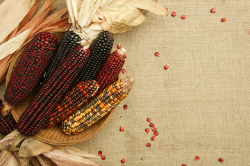 Decorative Indian corn on yuta fabric background. Multi Colored flint corn.