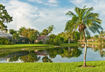 Fototapeta na wymiar front view, medium distance of young palm tree in a sloping, grassy, shoreline of a tropical lake, in early morning light