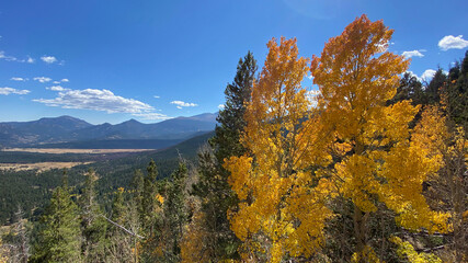 Fototapeta premium Changes Leaves (3 of 9)