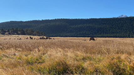 Fototapeta na wymiar Elk in Morraine Park (2 of 8)