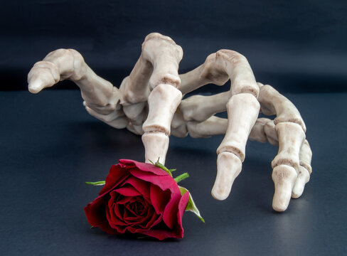 skeleton hand with red rose