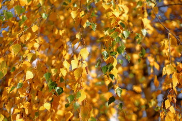 Thin birch branches with yellow green autumn leaves and brown catkins with seeds in light of bright daytime sun, selective focus. Bright colorful foliage of tree park