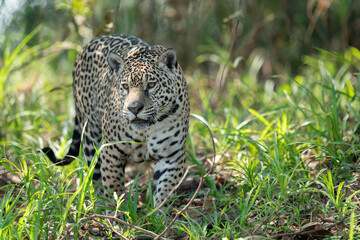 Jaguar (Panthera onca)