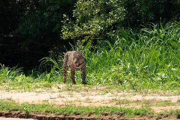 Jaguar (Panthera onca)
