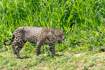 Jaguar (Panthera onca)