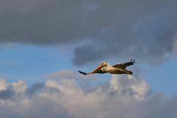 Pelikan am Himmel im Gleitflug 